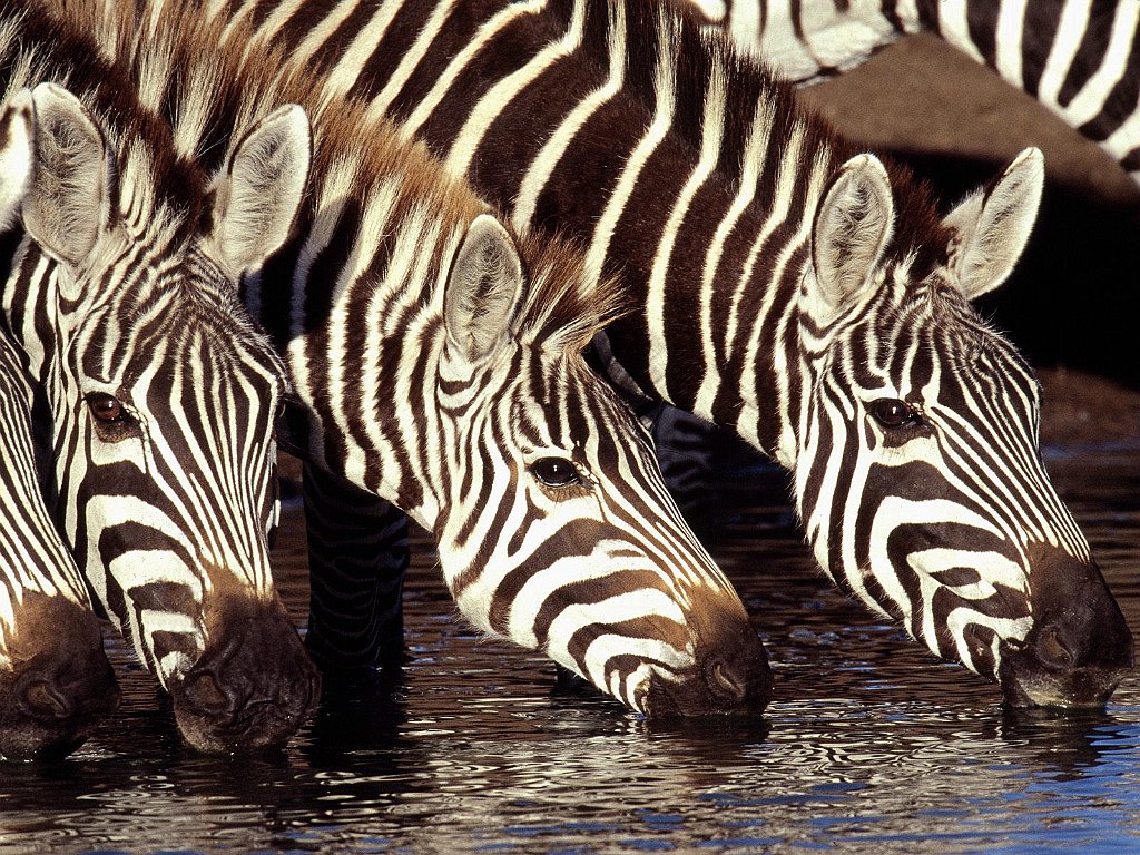 Zebras at the Waterhole, Kenya